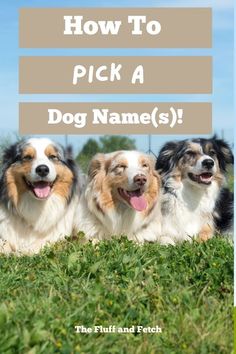 three dogs sitting in the grass with text overlay how to pick a dog names