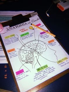 a hand holding a pencil over a piece of paper with an image of the human head on it