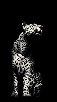 a black and white photo of a cheetah sitting in the dark with its mouth open