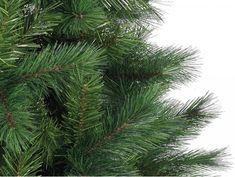 a close up view of the needles on a pine tree, against a white background