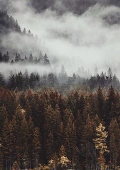 the forest is covered in fog and low lying clouds