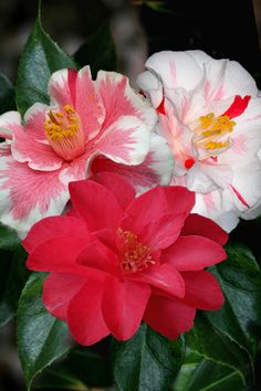 two pink and white flowers with green leaves