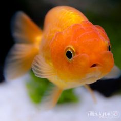 an orange fish is looking at the camera