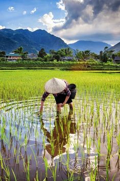 a woman in a rice field bending over to pick up some grass from the water