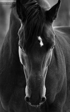 a black and white photo of a horse with its head turned to the side looking at the camera