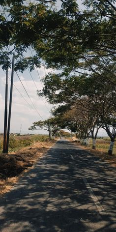 an empty street lined with trees and telephone poles