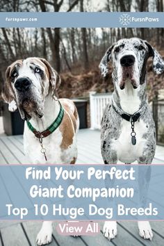 photo of 2 Great Dane really big dogs looking cute