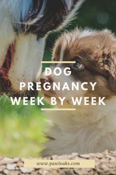 a brown and white dog with the words dog pregancy week by week on it