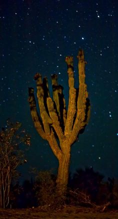 the night sky is filled with stars above a saguado