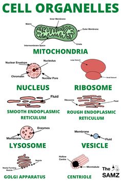 cell organelles are labeled in green and white text, with the names below them