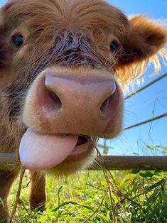 a brown cow sticking its tongue out over a fence