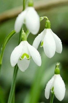 three white flowers with green stems in the middle and water droplets on them, all around