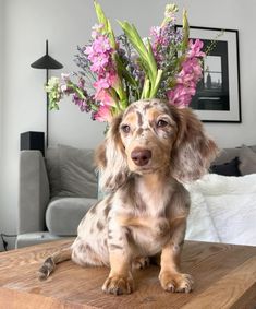 a dog sitting on top of a wooden table with flowers in it's head