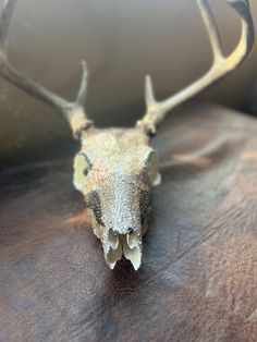 a close up of a deer's head with antlers on the back of it