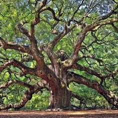 the large tree is surrounded by many trees