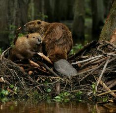 two beavers sitting in the middle of a nest