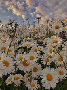 a field full of white daisies under a cloudy sky