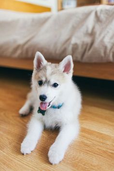 a small white and brown dog laying on top of a wooden floor next to a bed