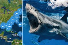 two pictures side by side, one shows a shark and the other shows an area where people are swimming