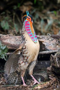 a colorful bird is standing on the ground