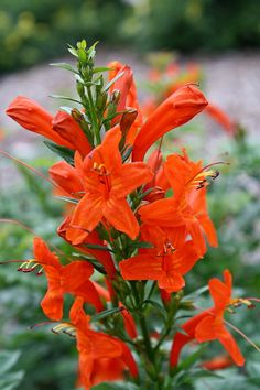 Image of Tecomaria capensis|Juniper Level Botanic Gdn, NC|JLBG Winter Planting, Summer Gardens, Plant Notes, Winter Vegetables Gardening, Hummingbird Plants, Pollinator Plants, Orange Garden