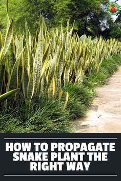 a row of plants with the words how to propagate snake plant the right way