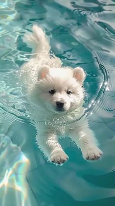 a small white dog swimming in a pool with blue water and sunlight reflecting on the surface