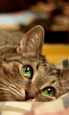 a cat laying on top of a bed with green eyes and whiskers in it's ears