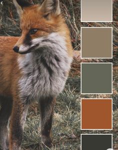 a red fox standing in the grass with color swatches on it's face