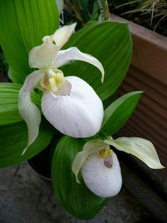 two white orchids with green leaves in a pot