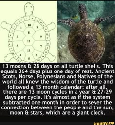 an image of a turtle with numbers on it's shell and instructions for how to draw