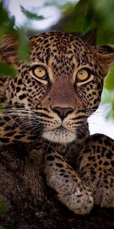 a close up of a leopard on a tree branch