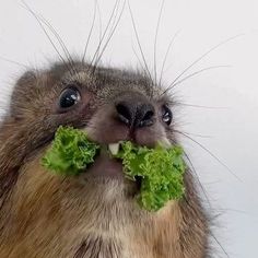 a groundhog eating lettuce with its mouth open and it's eyes wide open