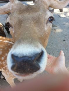 a deer is looking at the camera while someone holds its hand up to it's nose