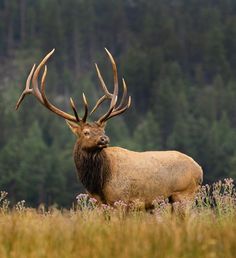 an elk with large antlers standing in tall grass