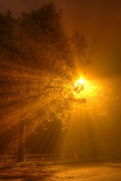 the sun shines brightly through the foggy trees on a dark night in an open field