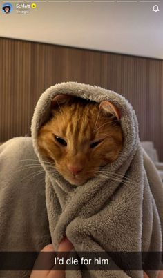 an orange and white cat wrapped in a towel with the caption i'd die for him