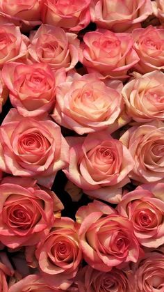 a bunch of pink roses are arranged together