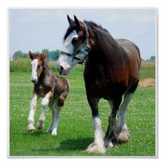 two horses are walking in the grass together