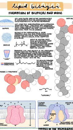 the diagram shows different types of cells and their functions