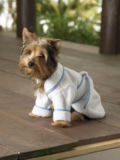 a small dog wearing a towel on top of a wooden floor