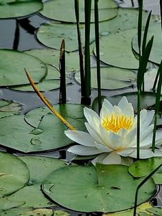 a white waterlily with yellow stamens floating on top of it's leaves