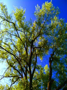 there is a bird perched on the tree branch in front of blue sky and green leaves