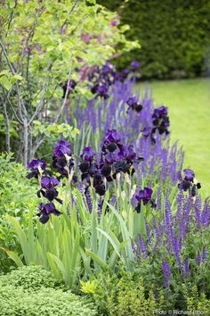 purple flowers line the edge of a garden