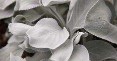 white flowers with green leaves in the background