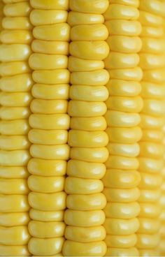 close up view of corn on the cob