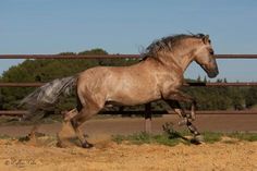 a brown horse is galloping in an enclosed area with grass and dirt on the ground