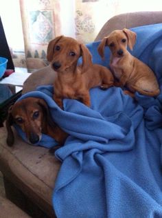 three brown dogs laying on top of a couch under a blue blanket