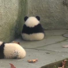 a panda bear laying on the ground next to a wall