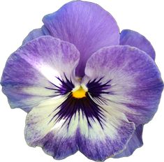 a purple and white flower on a white background